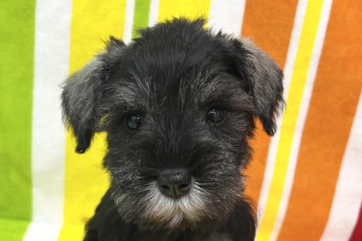 愛知県のミニチュアシュナウザー (ハピースペット一宮三条アミーゴ店/2025年10月22日生まれ/女の子/ソルトペッパー)の子犬の2枚目の画像