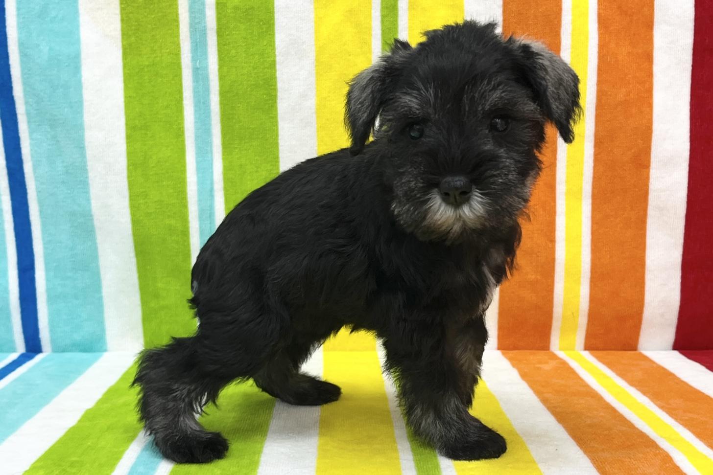 愛知県のミニチュアシュナウザー (ハピースペット一宮三条アミーゴ店/2025年10月22日生まれ/女の子/ソルトペッパー)の子犬の4枚目の画像