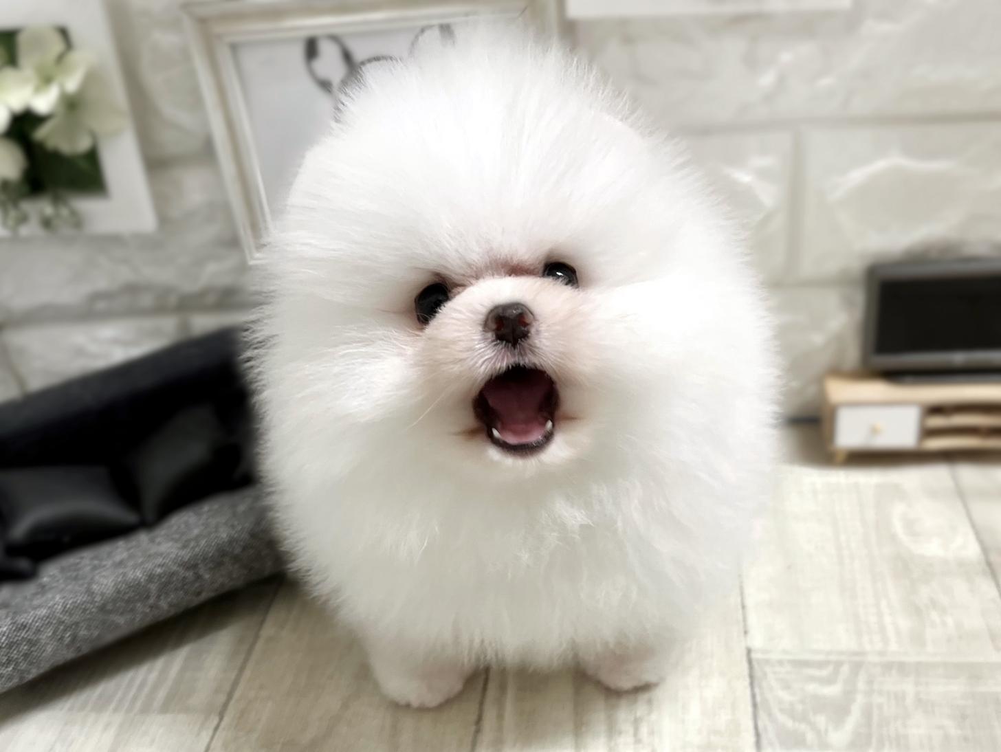 和歌山県のポメラニアン (DOGMAN和歌山店/2026年1月7日生まれ/男の子/ホワイト)の子犬の1枚目の画像