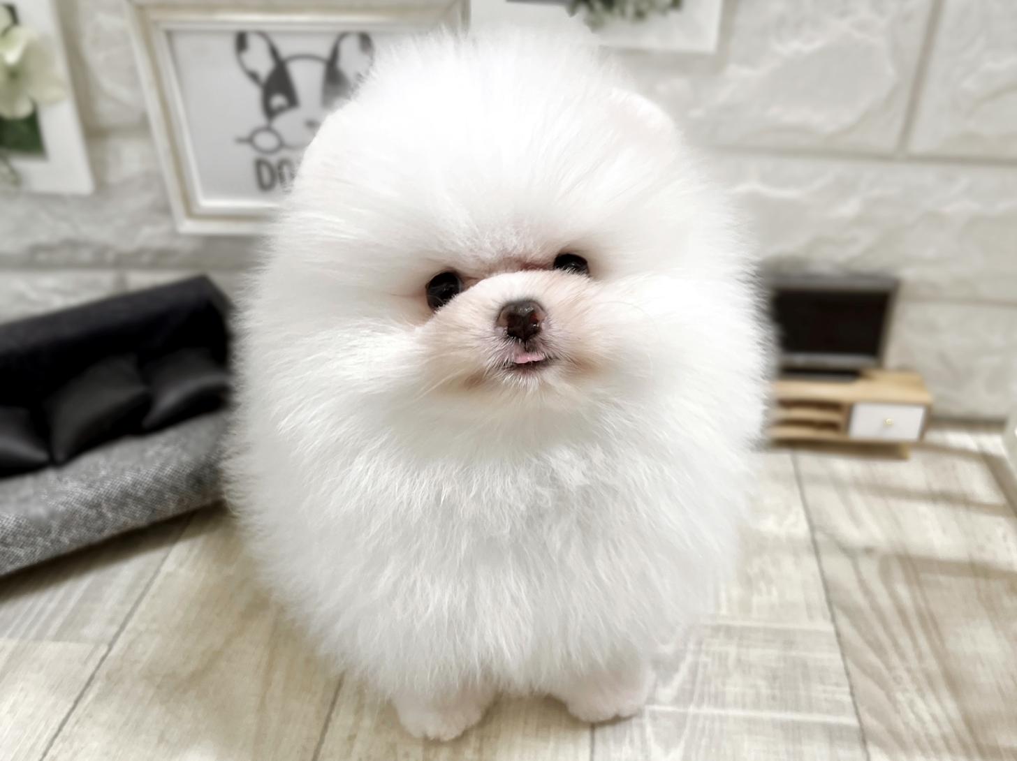 和歌山県のポメラニアン (DOGMAN和歌山店/2026年1月7日生まれ/男の子/ホワイト)の子犬の3枚目の画像