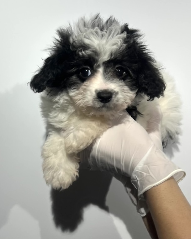 埼玉県のマルプー(マルチーズ×プードル) (ペッツスマイル南中野店/2026年1月3日生まれ/男の子/その他色)の子犬の1枚目の画像