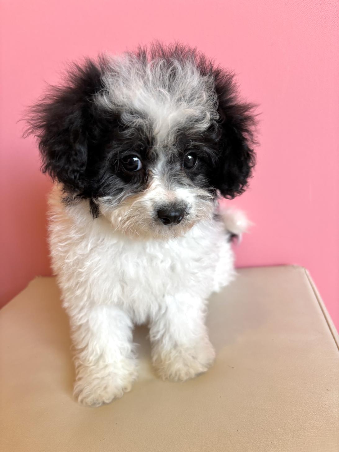 埼玉県のマルプー(マルチーズ×プードル) (ペッツスマイル南中野店/2026年1月3日生まれ/男の子/その他色)の子犬の1枚目の画像