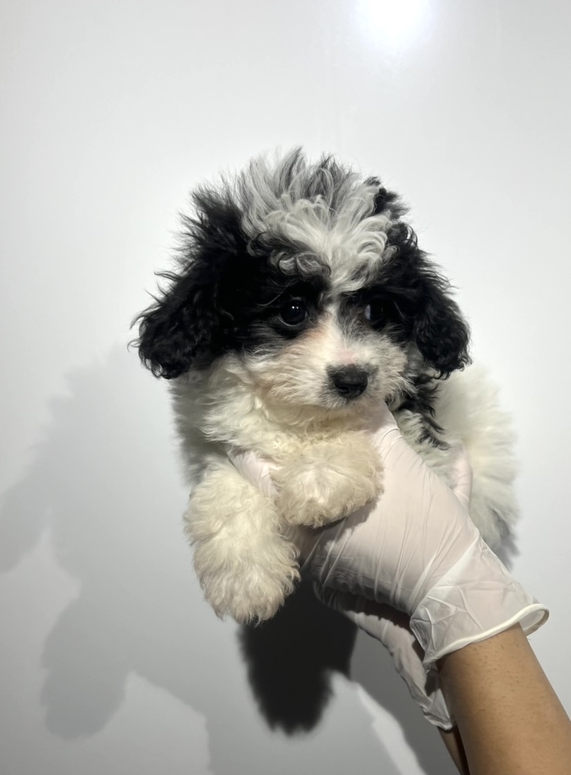 埼玉県のマルプー(マルチーズ×プードル) (ペッツスマイル南中野店/2026年1月3日生まれ/男の子/その他色)の子犬の2枚目の画像