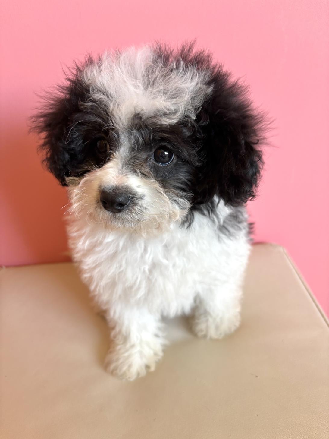 埼玉県のマルプー(マルチーズ×プードル) (ペッツスマイル南中野店/2026年1月3日生まれ/男の子/その他色)の子犬の2枚目の画像