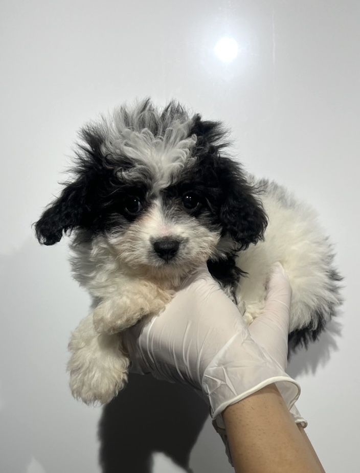 埼玉県のマルプー(マルチーズ×プードル) (ペッツスマイル南中野店/2026年1月3日生まれ/男の子/その他色)の子犬の3枚目の画像