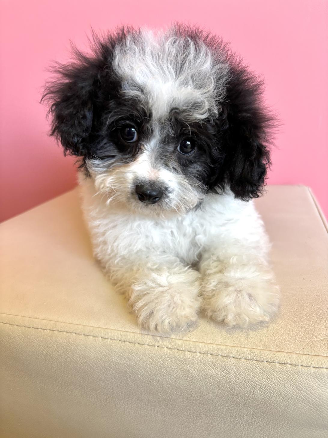 埼玉県のマルプー(マルチーズ×プードル) (ペッツスマイル南中野店/2026年1月3日生まれ/男の子/その他色)の子犬の3枚目の画像