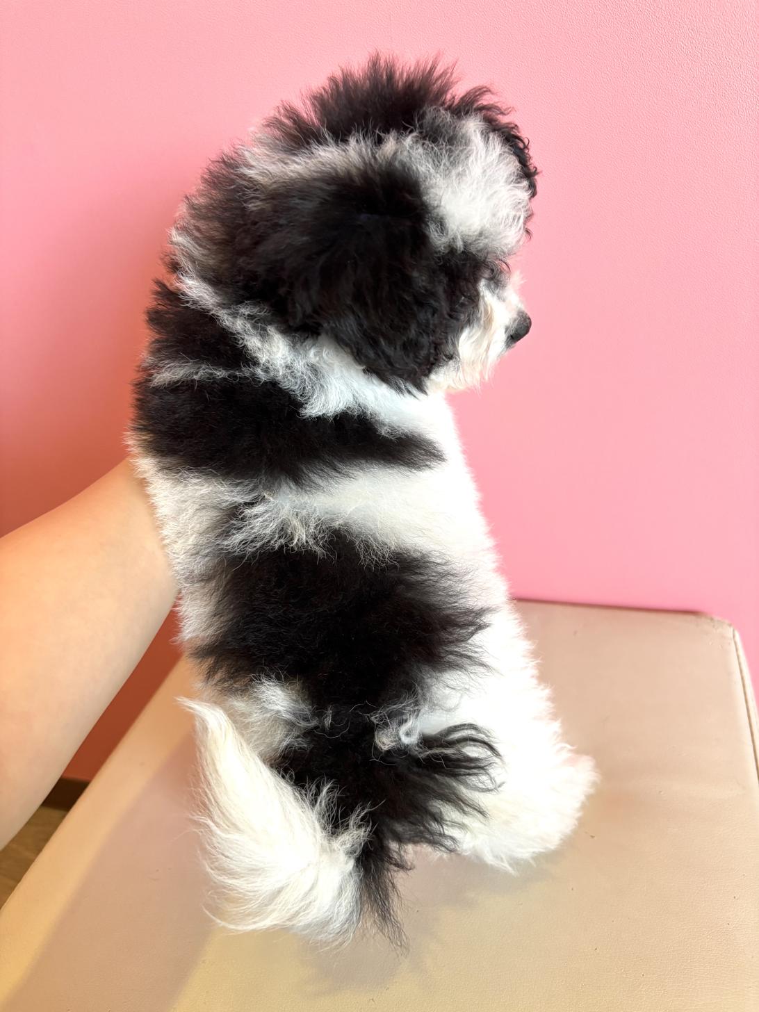 埼玉県のマルプー(マルチーズ×プードル) (ペッツスマイル南中野店/2026年1月3日生まれ/男の子/その他色)の子犬の4枚目の画像