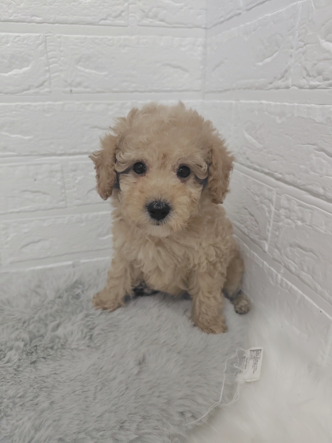 東京都のトイプードル(タイニー) (ペットショップcoco東京港区店/2025年9月16日生まれ/男の子/アプリコット)の子犬