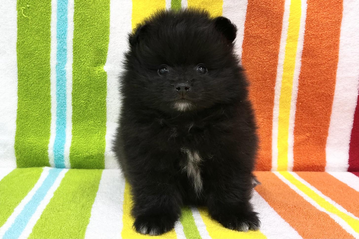 愛知県のポメラニアン (ハピースペット一宮三条アミーゴ店/2026年1月28日生まれ/女の子/ブラック)の子犬の1枚目の画像