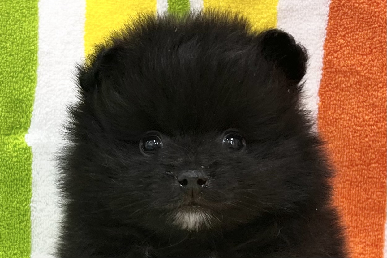 愛知県のポメラニアン (ハピースペット一宮三条アミーゴ店/2026年1月28日生まれ/女の子/ブラック)の子犬の2枚目の画像