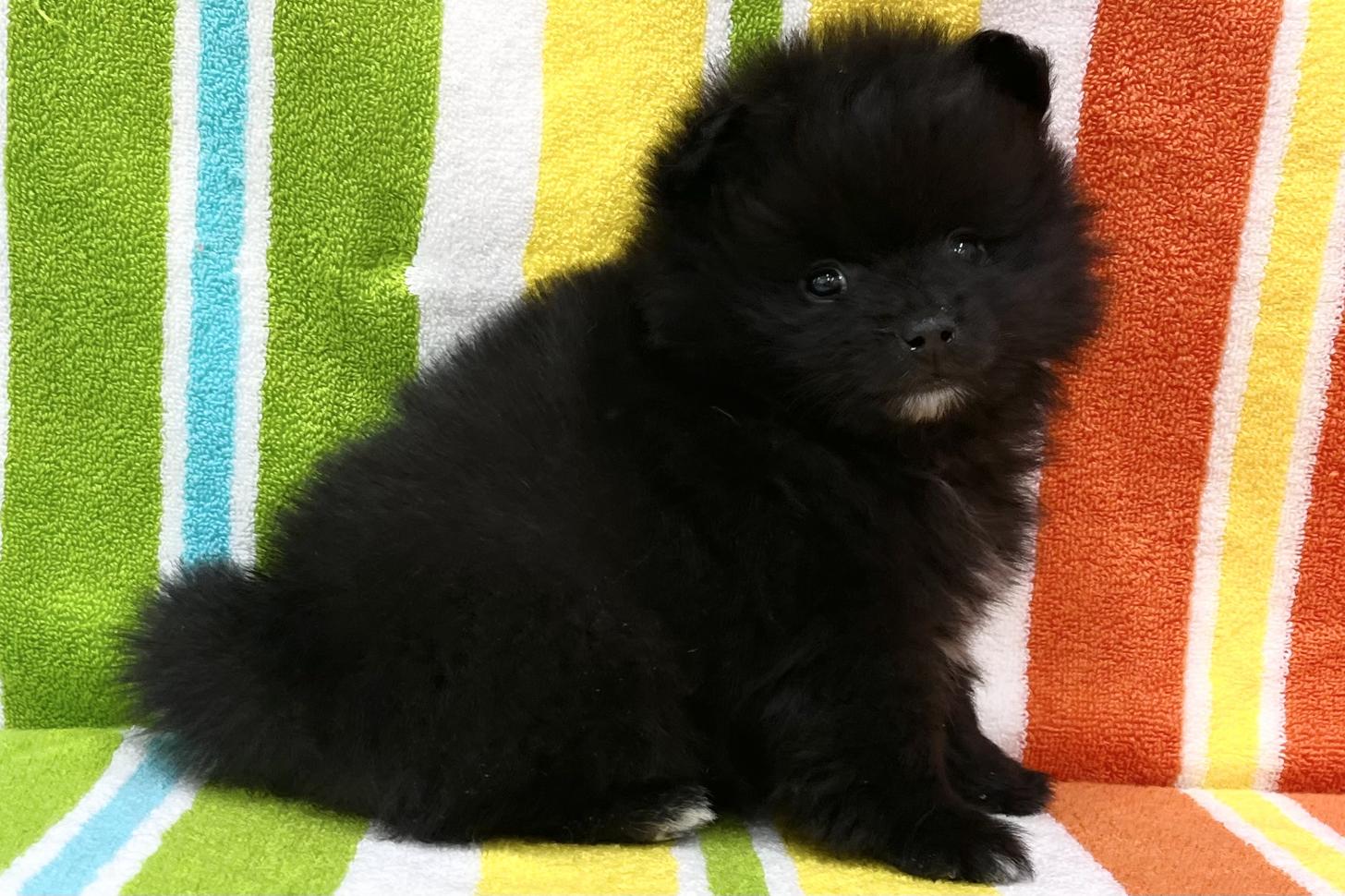 愛知県のポメラニアン (ハピースペット一宮三条アミーゴ店/2026年1月28日生まれ/女の子/ブラック)の子犬の3枚目の画像