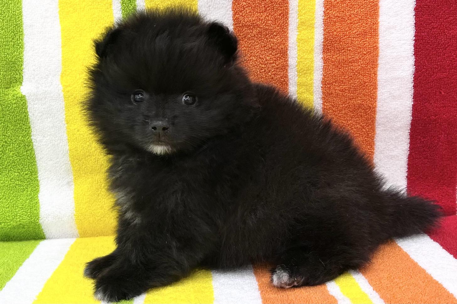 愛知県のポメラニアン (ハピースペット一宮三条アミーゴ店/2026年1月28日生まれ/女の子/ブラック)の子犬の4枚目の画像