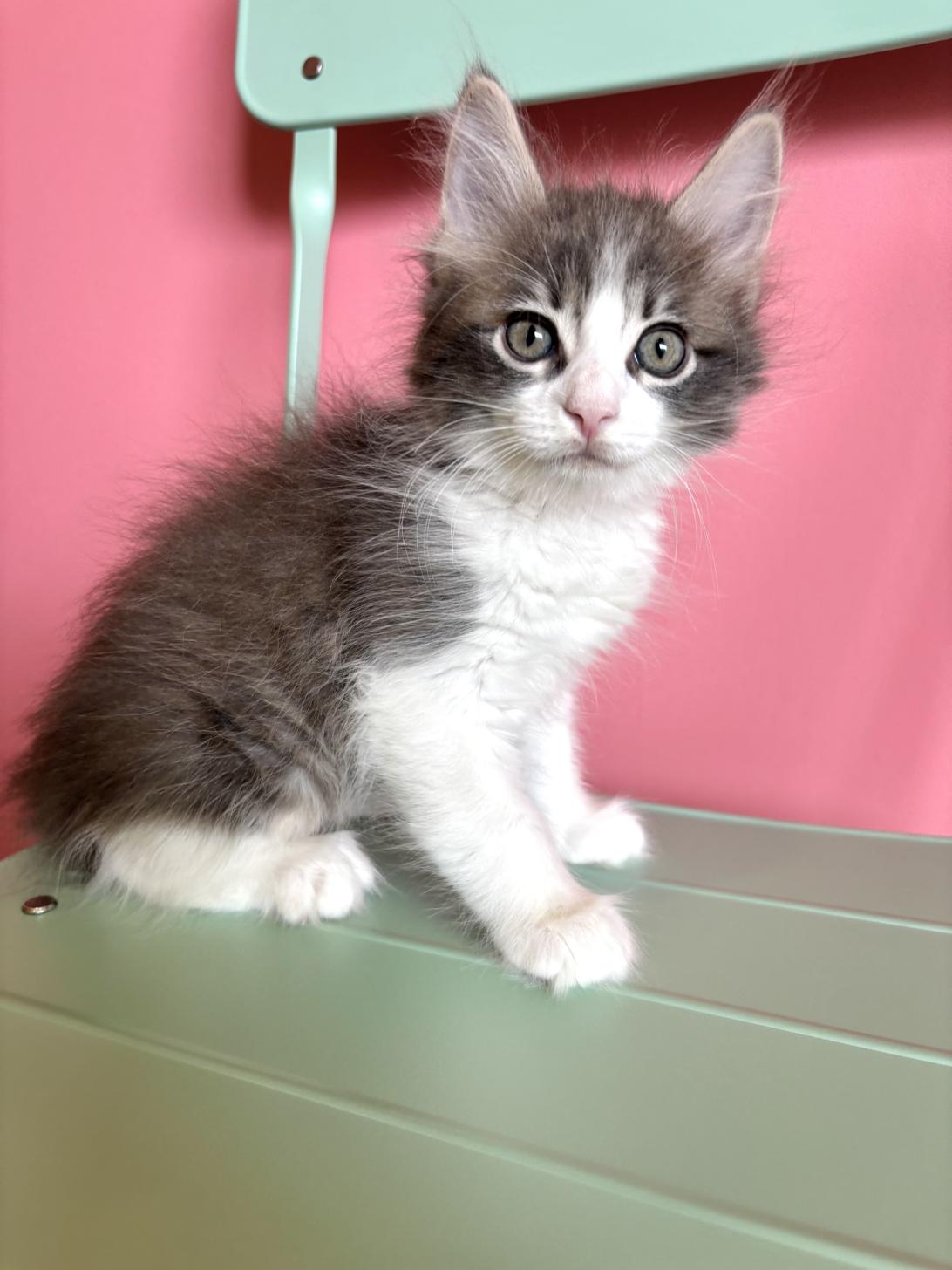 埼玉県のメインクーン (ペッツスマイル南中野店/2026年2月14日生まれ/男の子/ブルータビーホワイト)の子猫の1枚目の画像