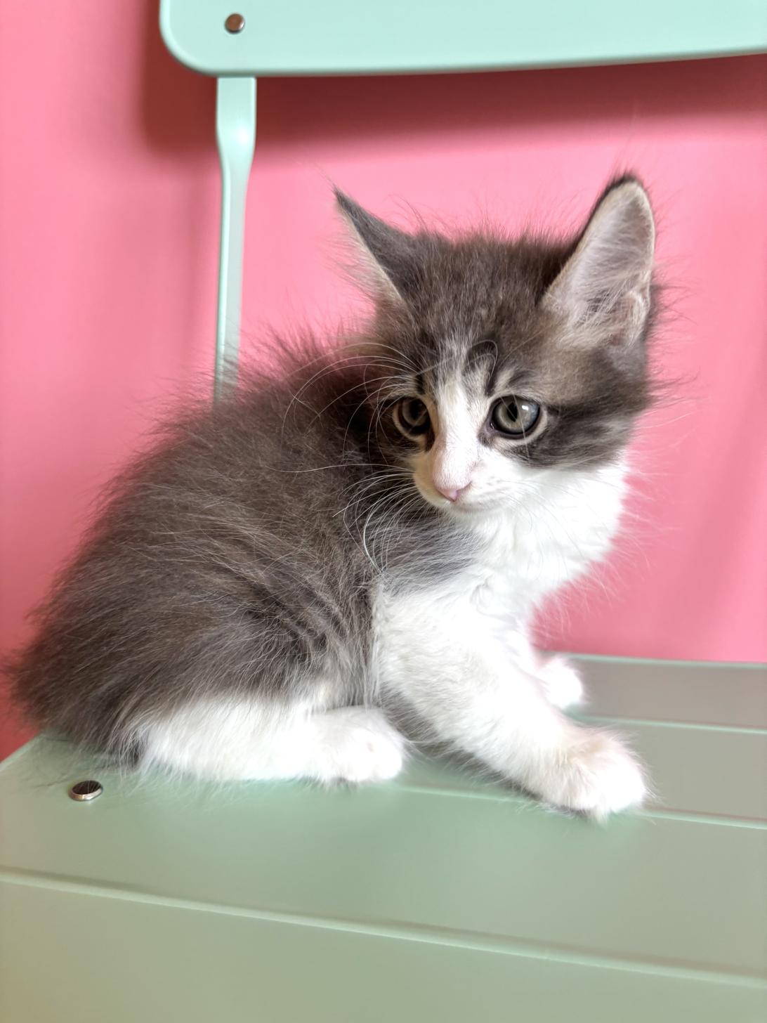 埼玉県のメインクーン (ペッツスマイル南中野店/2026年2月14日生まれ/男の子/ブルータビーホワイト)の子猫の2枚目の画像