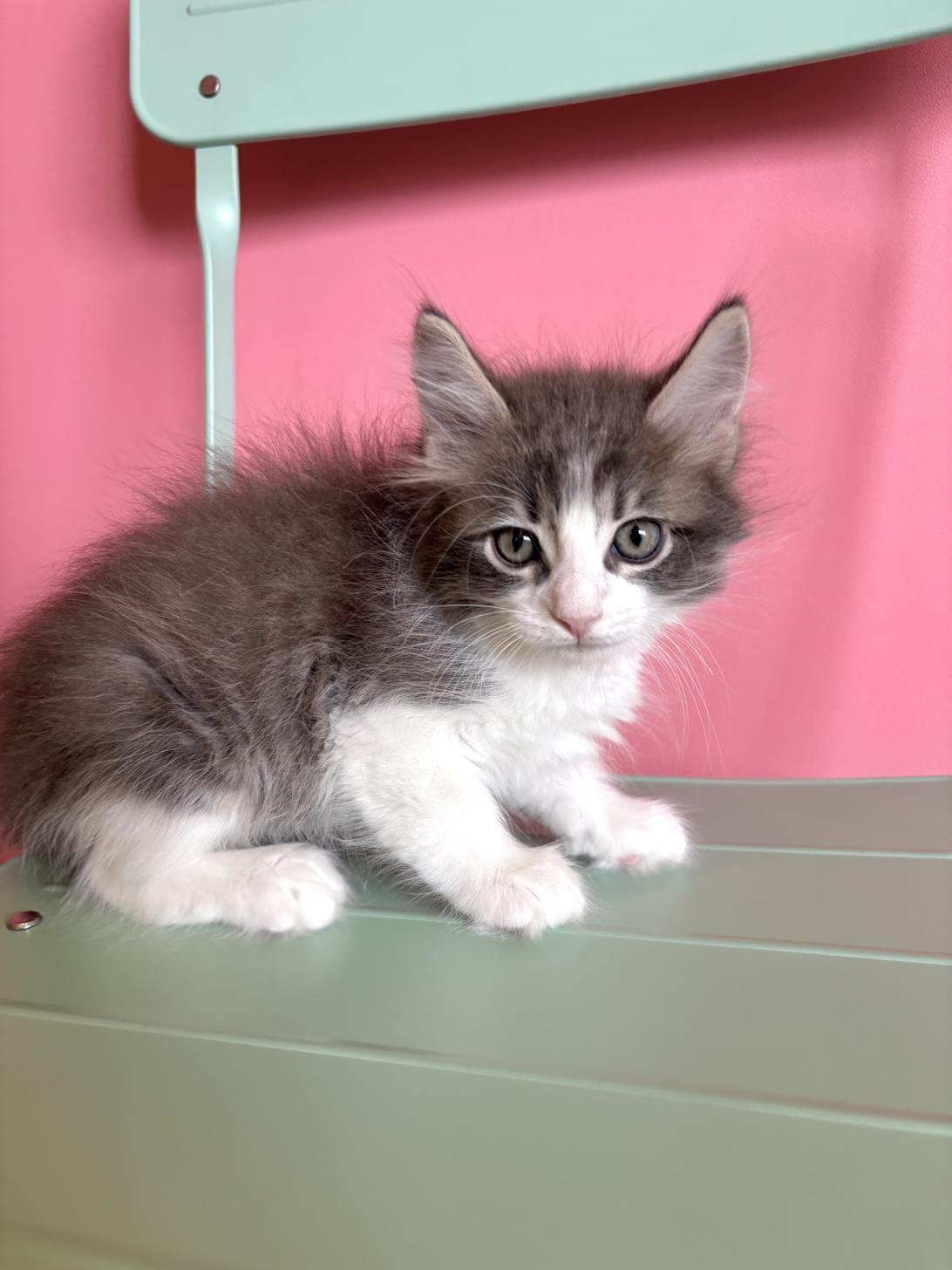 埼玉県のメインクーン (ペッツスマイル南中野店/2026年2月14日生まれ/男の子/ブルータビーホワイト)の子猫の3枚目の画像