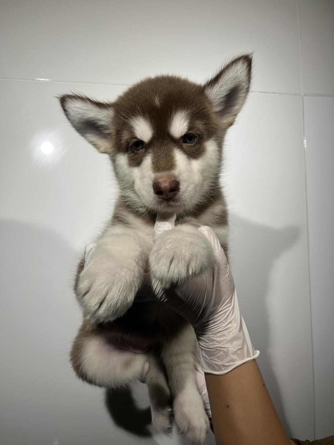 埼玉県のハーフ犬・ミックス犬 (ペッツスマイル加須インター店/2026年7月27日生まれ/女の子/チョコレートホワイト)の子犬の1枚目の画像
