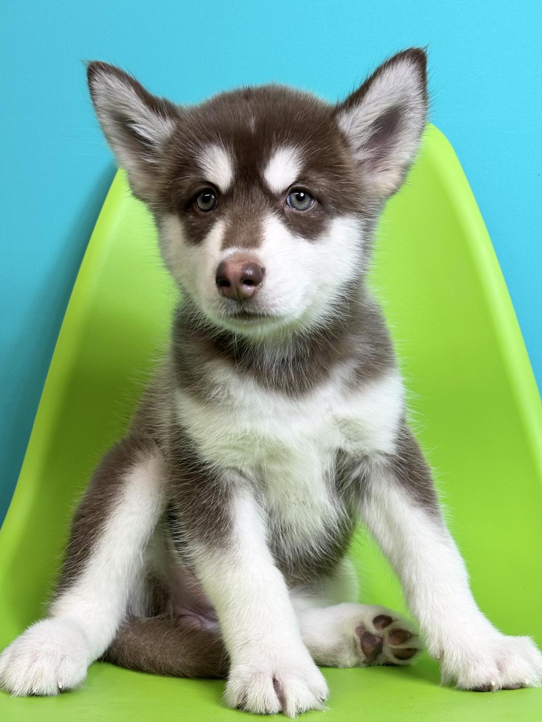 埼玉県のハーフ犬・ミックス犬 (ペッツスマイル加須インター店/2026年7月27日生まれ/女の子/チョコレートホワイト)の子犬の1枚目の画像