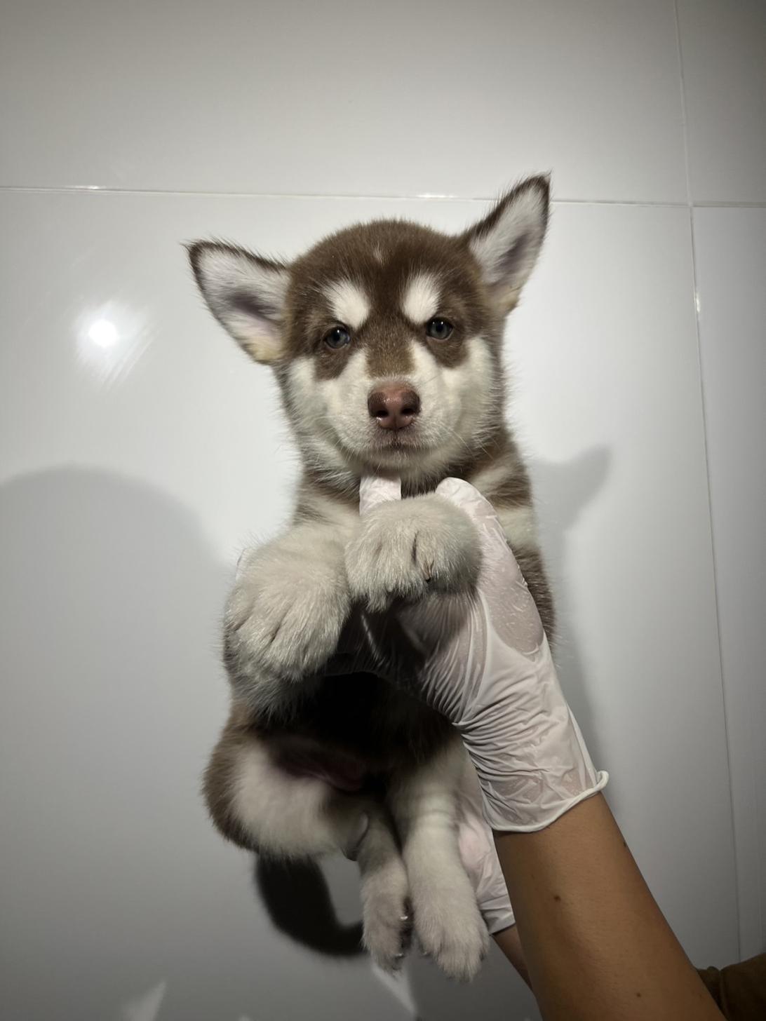 埼玉県のハーフ犬・ミックス犬 (ペッツスマイル加須インター店/2026年7月27日生まれ/女の子/チョコレートホワイト)の子犬の2枚目の画像
