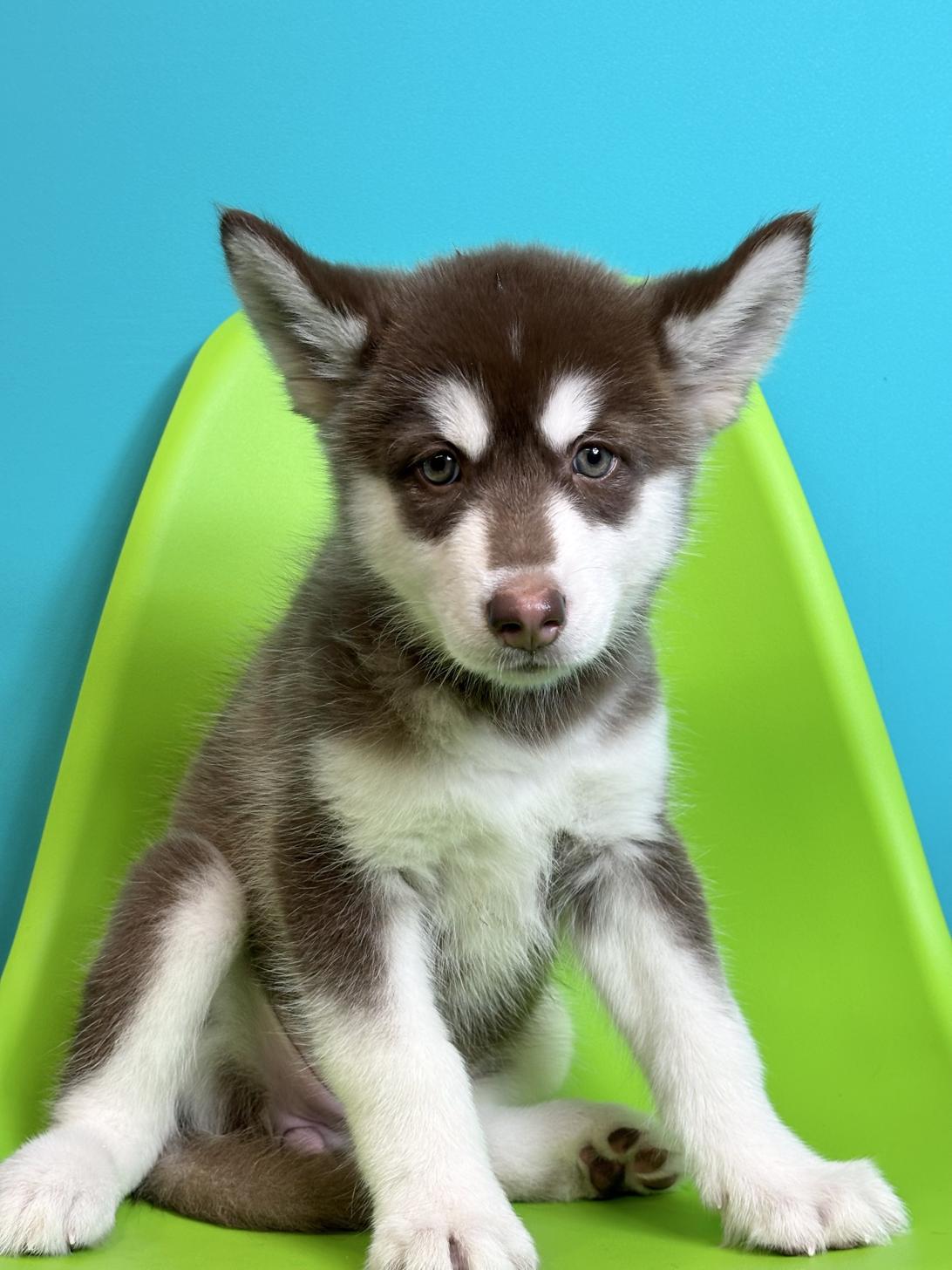 埼玉県のハーフ犬・ミックス犬 (ペッツスマイル加須インター店/2026年7月27日生まれ/女の子/チョコレートホワイト)の子犬の2枚目の画像