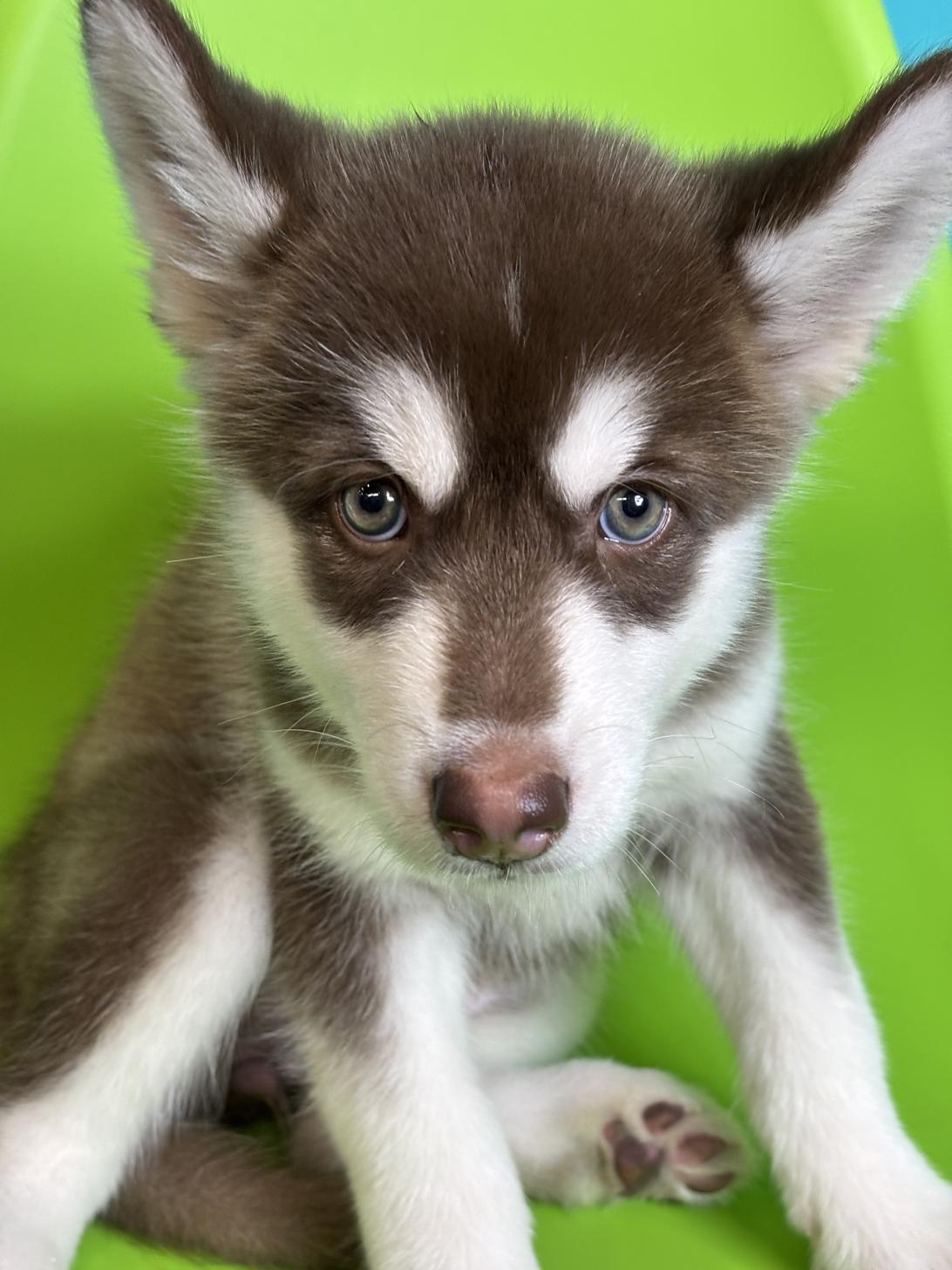 埼玉県のハーフ犬・ミックス犬 (ペッツスマイル加須インター店/2026年7月27日生まれ/女の子/チョコレートホワイト)の子犬の3枚目の画像