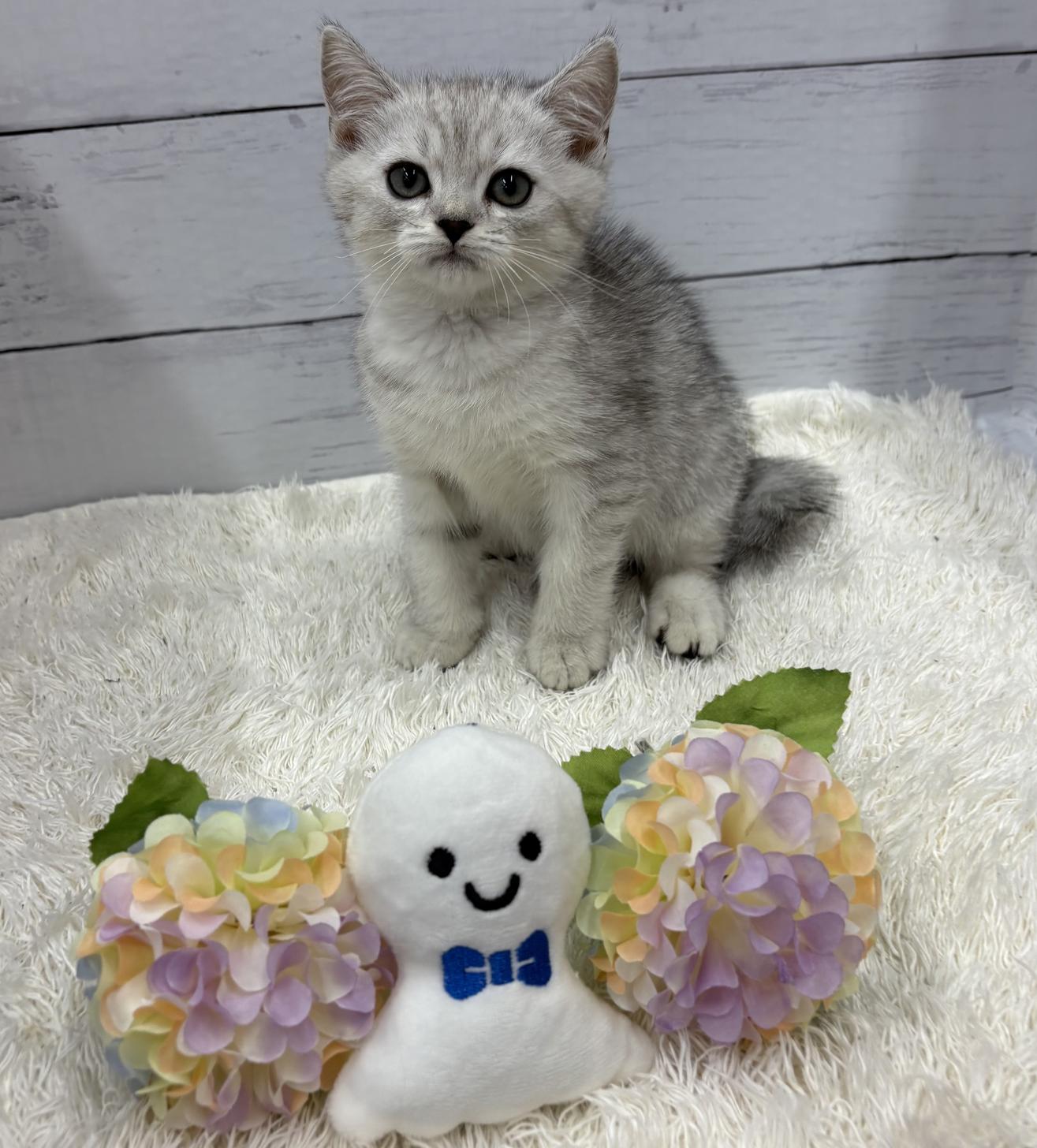 千葉県のミヌエット (ペッツワン佐倉店/2026年4月10日生まれ/男の子/シルバータビー)の子猫の1枚目の画像