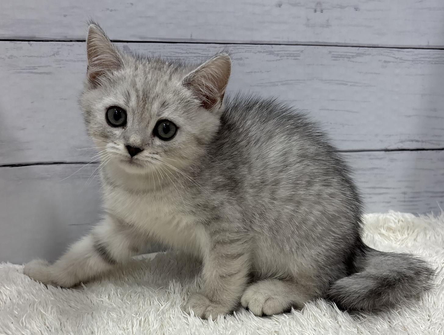 千葉県のミヌエット (ペッツワン佐倉店/2026年4月10日生まれ/男の子/シルバータビー)の子猫の2枚目の画像