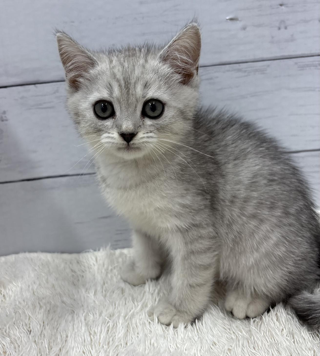 千葉県のミヌエット (ペッツワン佐倉店/2026年4月10日生まれ/男の子/シルバータビー)の子猫の3枚目の画像