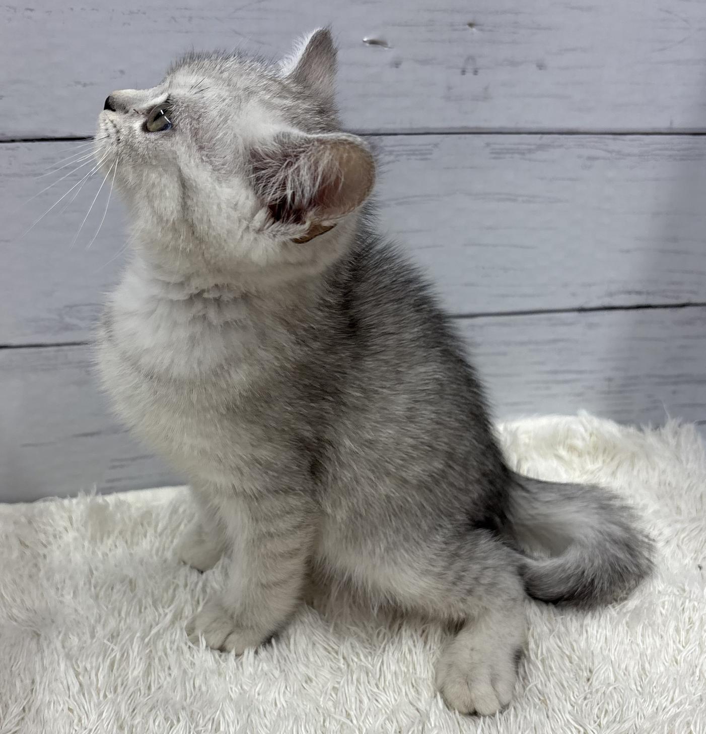 千葉県のミヌエット (ペッツワン佐倉店/2026年4月10日生まれ/男の子/シルバータビー)の子猫の4枚目の画像