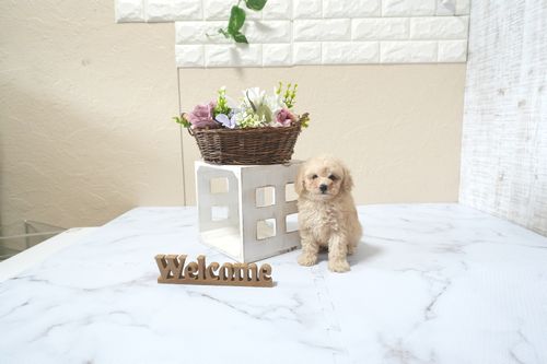 滋賀県のトイプードル(タイニー) (いっぷく湖南店/2025年11月1日生まれ/男の子/ペールフォーン)の子犬の1枚目の画像