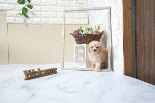 滋賀県のトイプードル(タイニー) (いっぷく湖南店/2025年11月1日生まれ/男の子/ペールフォーン)の子犬の2枚目の画像