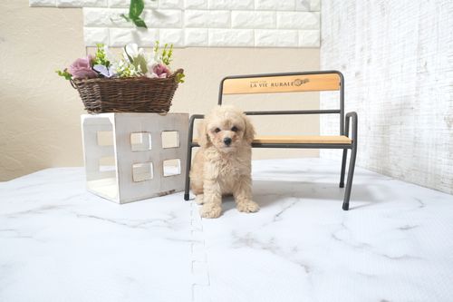 滋賀県のトイプードル(タイニー) (いっぷく湖南店/2025年11月1日生まれ/男の子/ペールフォーン)の子犬の4枚目の画像