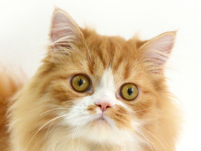 埼玉県のスコティッシュフォールド (Catstyle キャットスタイル/2022年11月17日生まれ/男の子/レッドタビーホワイト)の子猫