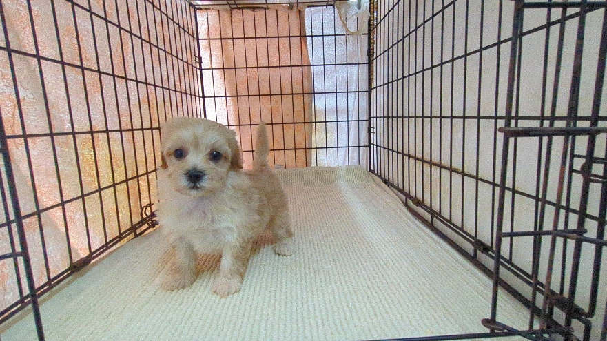 茨城県のハーフ犬・ミックス犬 (ペットショップスズキ/2026年3月5日生まれ/女の子/クリームホワイト)の子犬