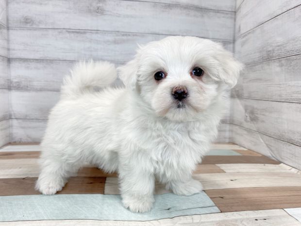 新潟県のマルチーズ (竹内ペット 新津本店/2025年11月15日生まれ/男の子/ホワイト)の子犬の1枚目の画像