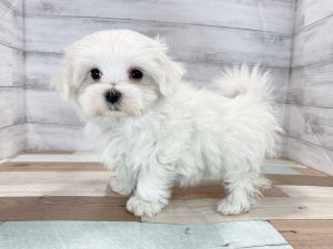 新潟県のマルチーズ (竹内ペット 新津本店/2025年11月15日生まれ/男の子/ホワイト)の子犬の2枚目の画像