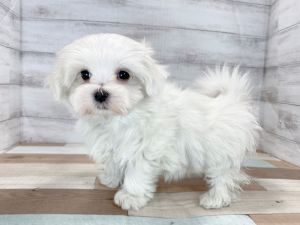 新潟県のマルチーズ (竹内ペット 新津本店/2025年11月15日生まれ/男の子/ホワイト)の子犬の4枚目の画像