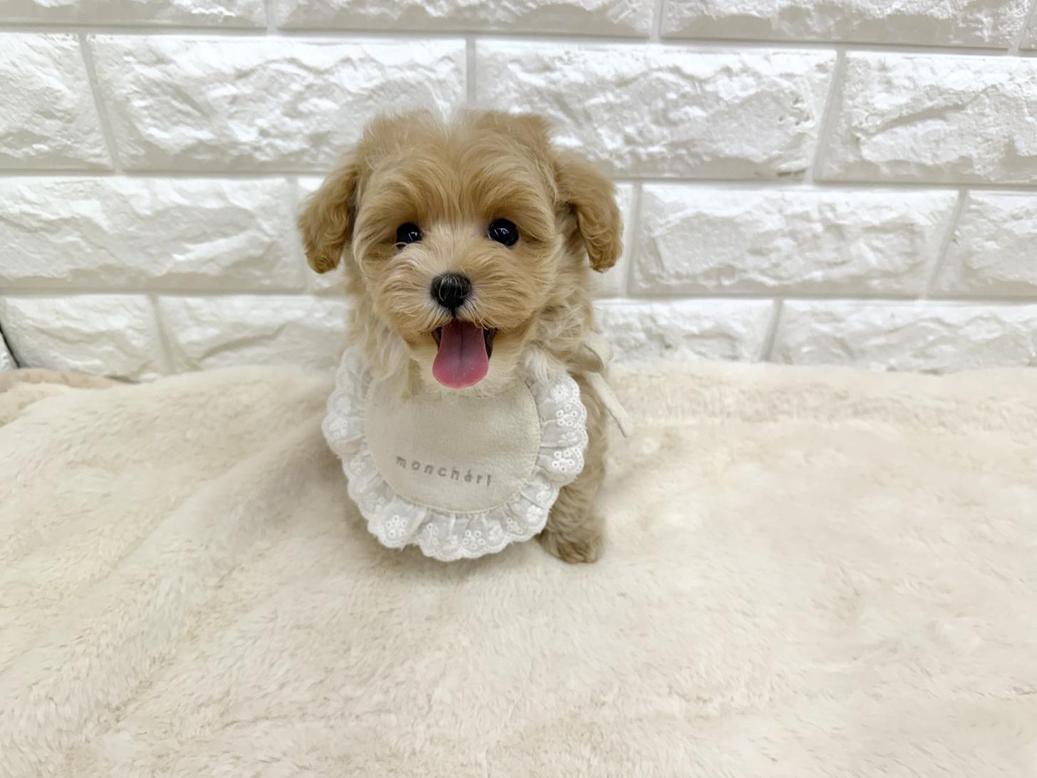 神奈川県のマルプー(マルチーズ×プードル) (ペッツコンシェル鶴見元宮店/2026年4月11日生まれ/男の子/アプリコット)の子犬の3枚目の画像