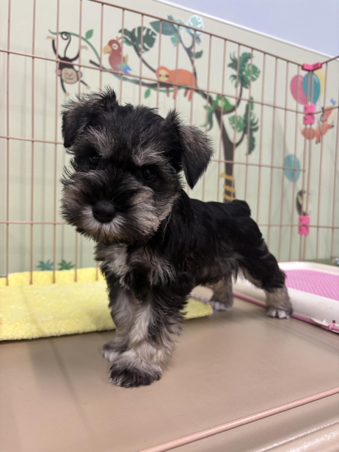 愛知県のミニチュアシュナウザー (子いぬの足あと/2025年10月12日生まれ/女の子/ソルトペッパー)の子犬