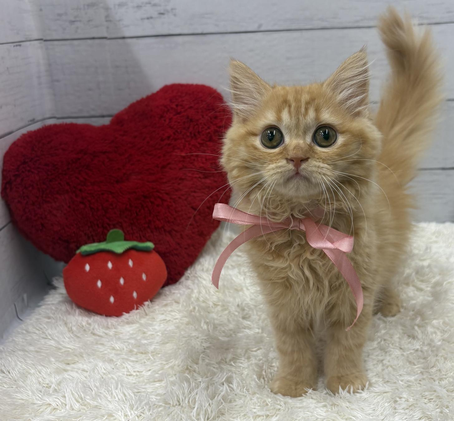 千葉県のミヌエット (ペッツワン佐倉店/2026年1月3日生まれ/女の子/レッドタビー)の子猫の1枚目の画像