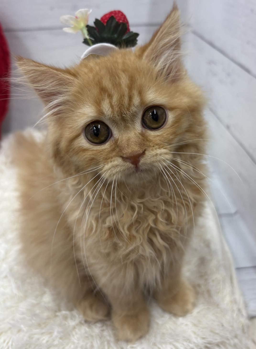 千葉県のミヌエット (ペッツワン佐倉店/2026年1月3日生まれ/女の子/レッドタビー)の子猫の2枚目の画像