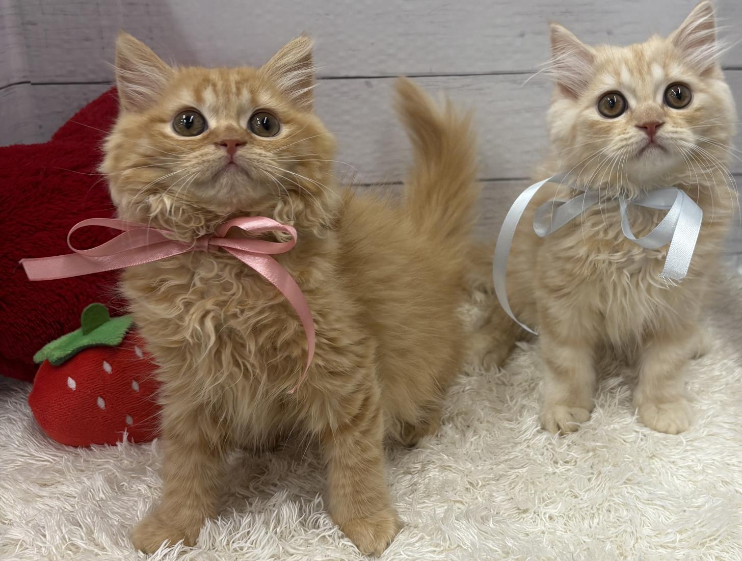 千葉県のミヌエット (ペッツワン佐倉店/2026年1月3日生まれ/女の子/レッドタビー)の子猫の3枚目の画像