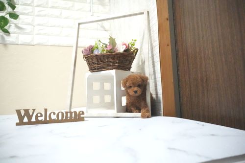 滋賀県のトイプードル(タイニー) (いっぷく湖南店/2025年10月12日生まれ/男の子/レッドフォーン)の子犬の1枚目の画像