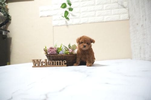 滋賀県のトイプードル(タイニー) (いっぷく湖南店/2025年10月12日生まれ/男の子/レッドフォーン)の子犬の2枚目の画像