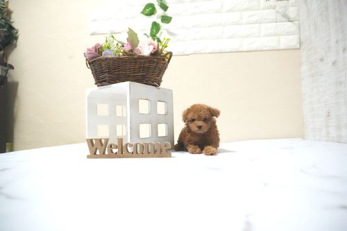 滋賀県のトイプードル(タイニー) (いっぷく湖南店/2025年10月12日生まれ/男の子/レッドフォーン)の子犬の3枚目の画像