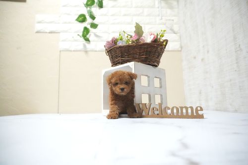 滋賀県のトイプードル(タイニー) (いっぷく湖南店/2025年10月12日生まれ/男の子/レッドフォーン)の子犬の4枚目の画像