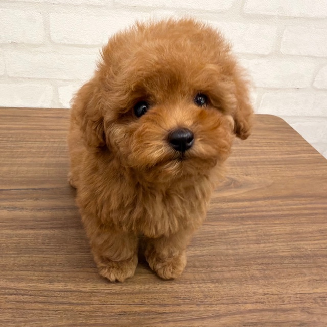 東京都のトイプードル(トイ) (ペッツコンシェルMitteN府中店/2026年2月14日生まれ/男の子/レッドフォーン)の子犬