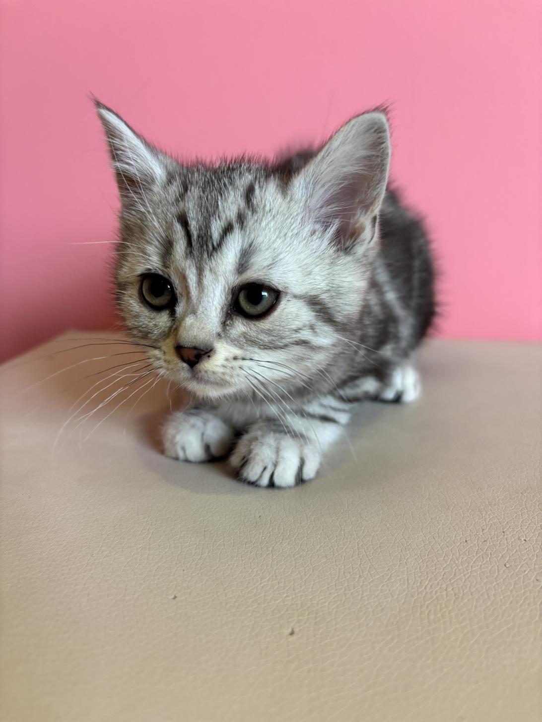 埼玉県のアメリカンショートヘアー (ペッツスマイル南中野店/2026年1月1日生まれ/女の子/シルバータビー)の子猫の1枚目の画像