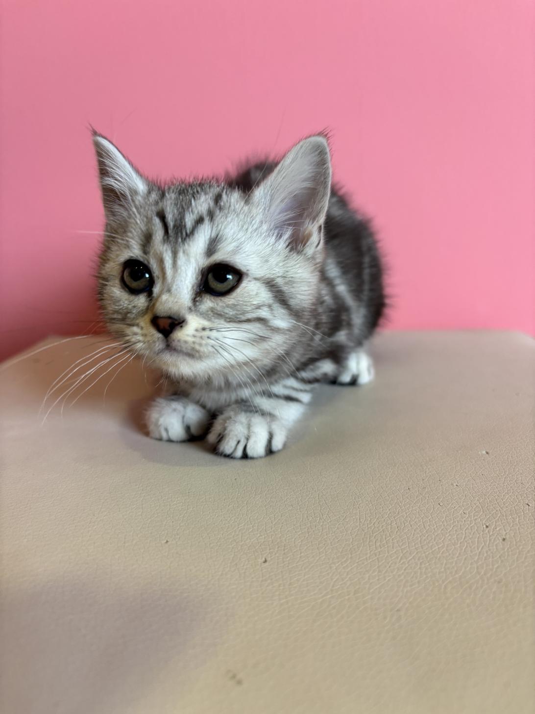 埼玉県のアメリカンショートヘアー (ペッツスマイル南中野店/2026年1月1日生まれ/女の子/シルバータビー)の子猫の2枚目の画像