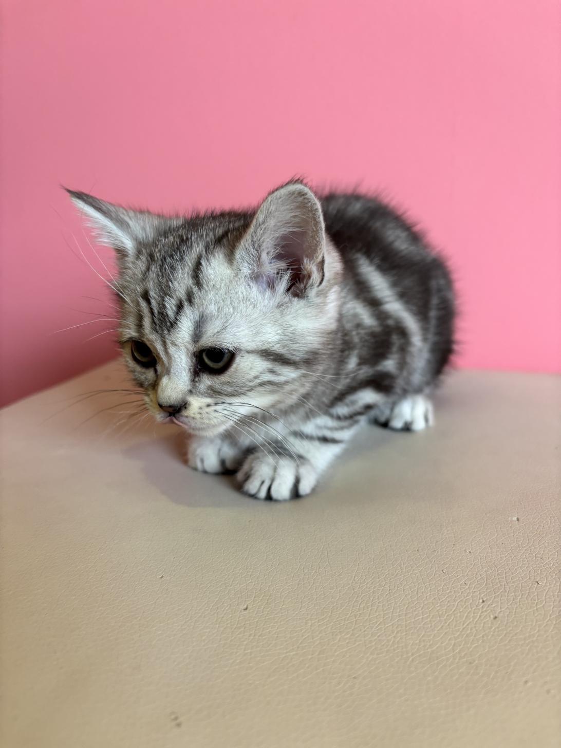 埼玉県のアメリカンショートヘアー (ペッツスマイル南中野店/2026年1月1日生まれ/女の子/シルバータビー)の子猫の3枚目の画像