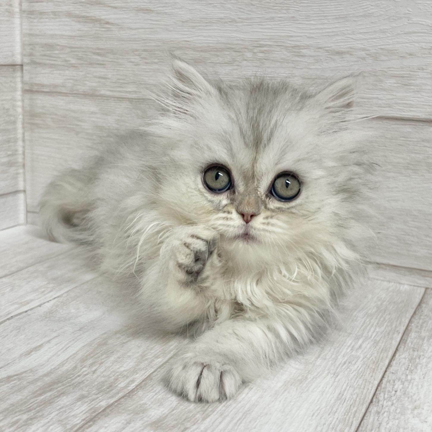 東京都のペルシャ (ペピカファミリー水元店/2025年9月28日生まれ/女の子/チンチラシルバー)の子猫の1枚目の画像